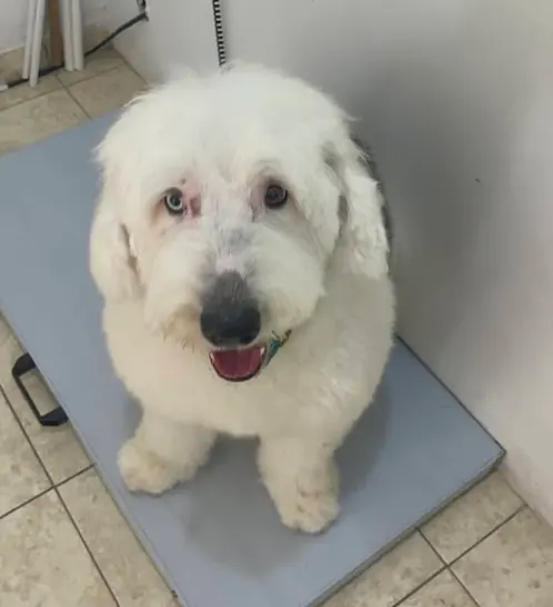 Perrito blanco en consulta