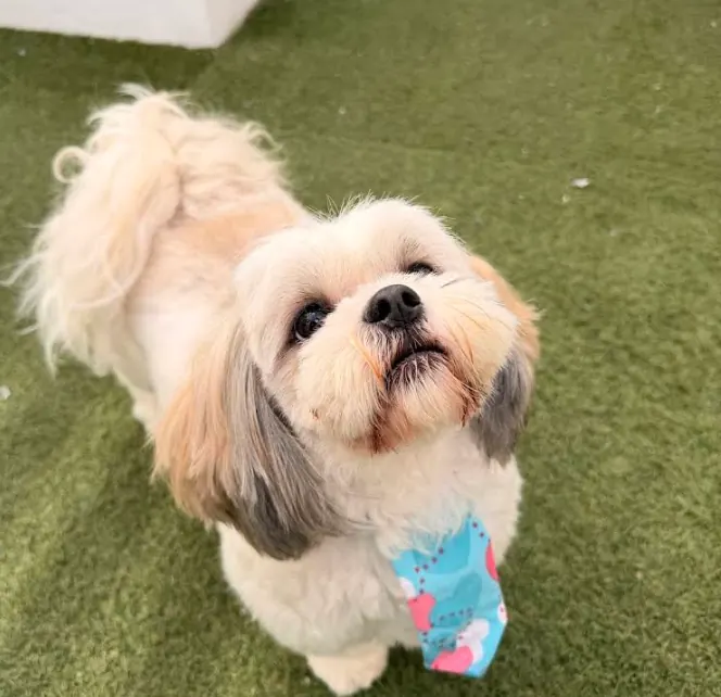 Perrito feliz en CanCan Veterinaria