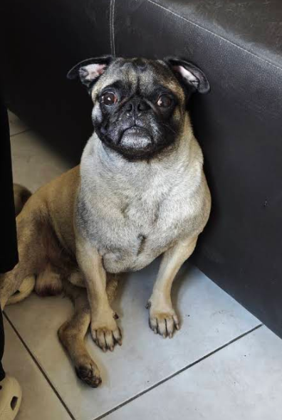 Pug atendido en CanCan Veterinaria